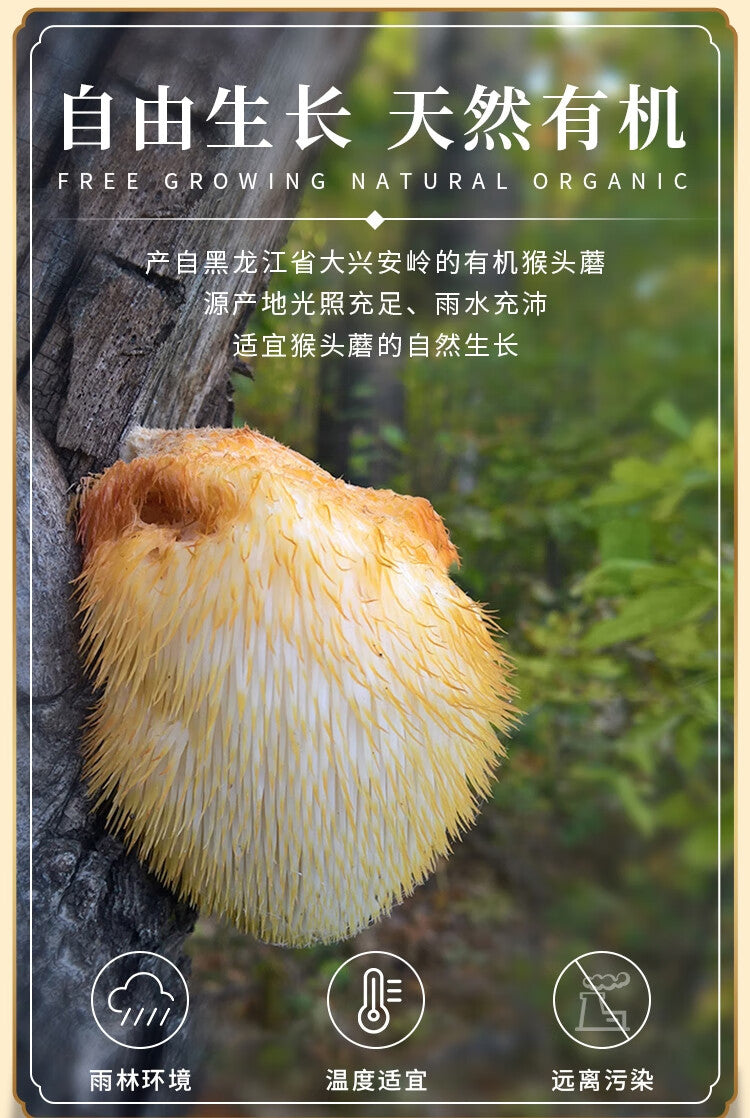 Health Food: Houtougu | Houtougu | hóu tóu gū | Lion's Mane Mushroom | Hericium erinaceus . (Oragnic) (Brand Beidahuang)