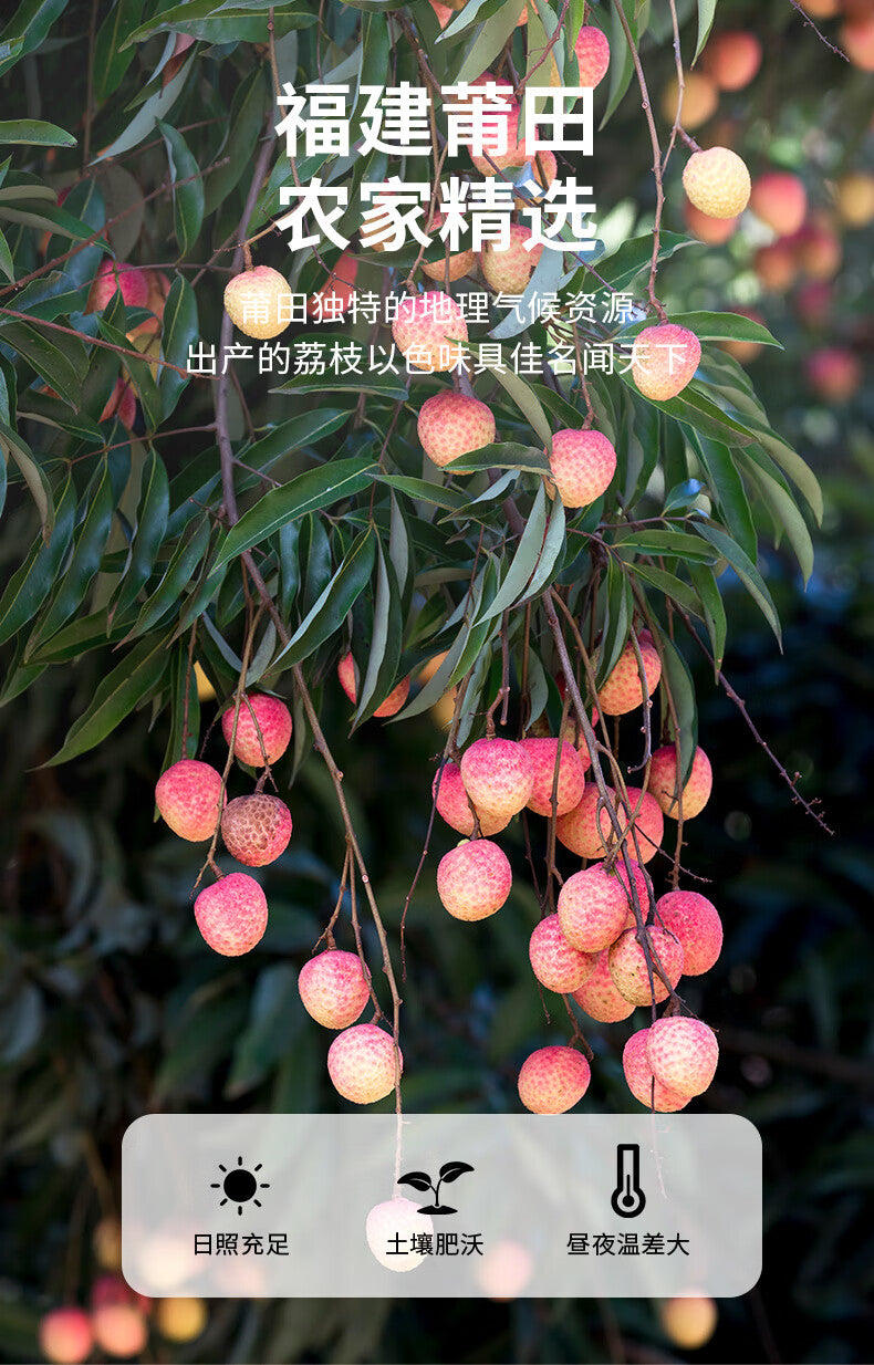 荔枝干 | lì zhī gān | dried lychee | Lizhi Gan | LiZhiGan | Dried Lizhi